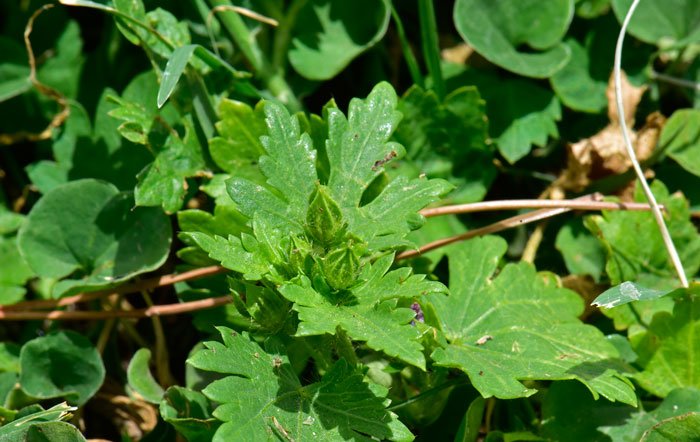 Modiola caroliniana, Carolina Bristlemallow Modiola caroliniana, Carolina Bristlemallow